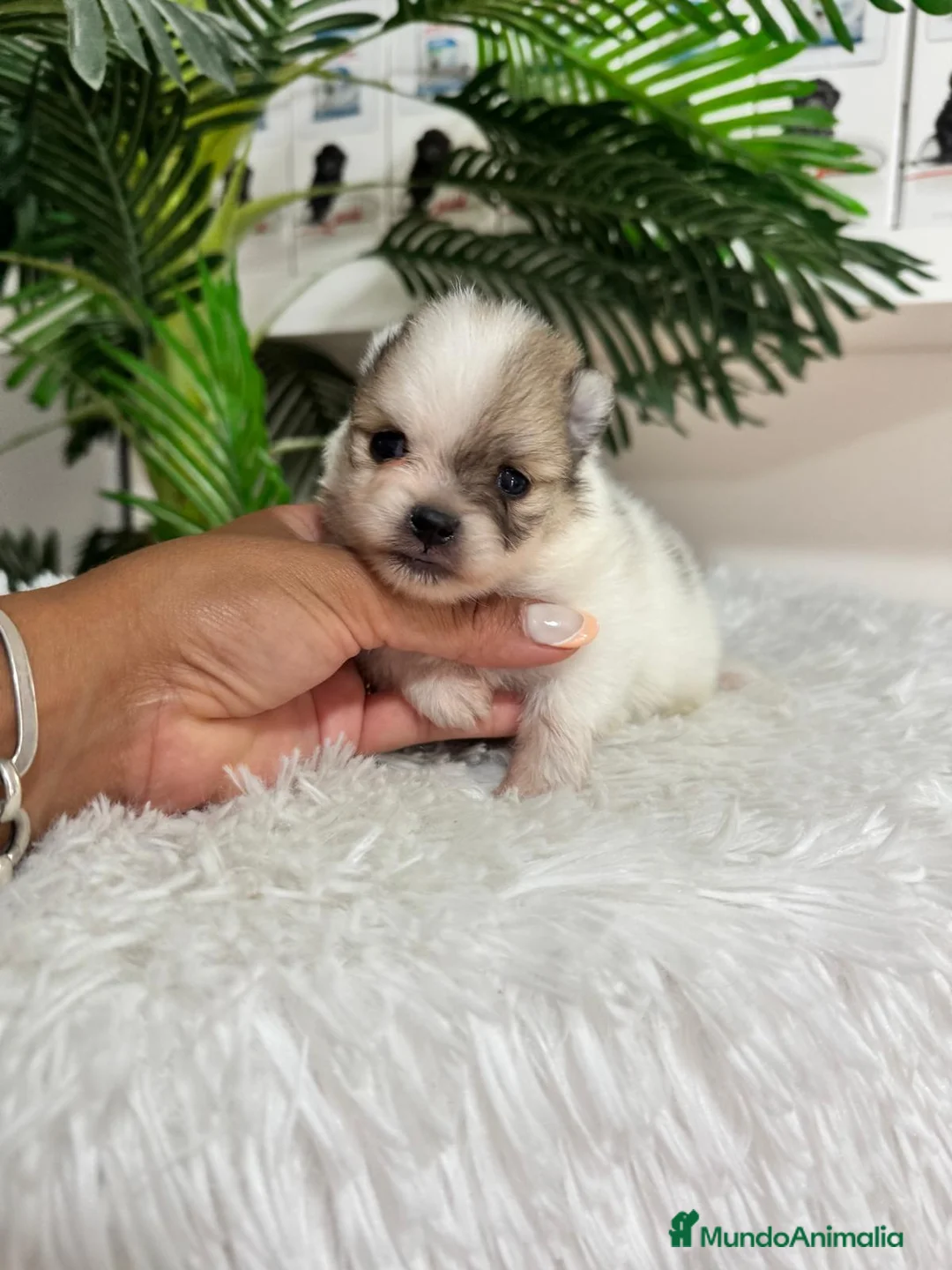 Pomerania perros en venta: POMERANIA - Anuncio 2