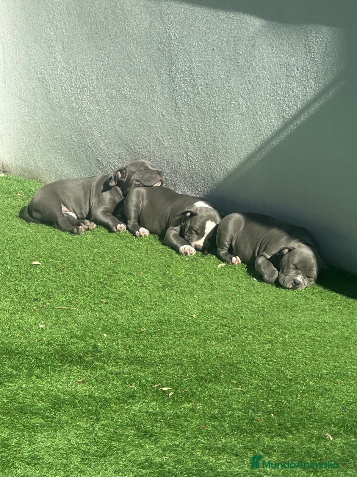 American Bully perros Camada de american bully  - Anuncio 1