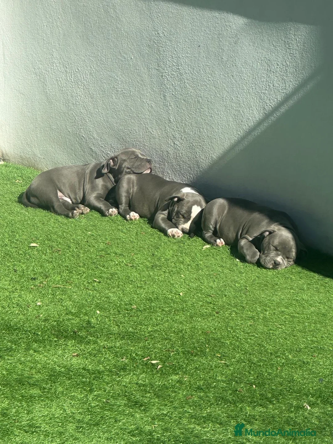 American Bully perros en venta: Camada de american bully  - Anuncio 1