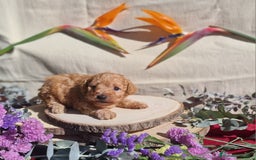 Caniche Toy perros en venta: Caniche apricot - Anuncio 3