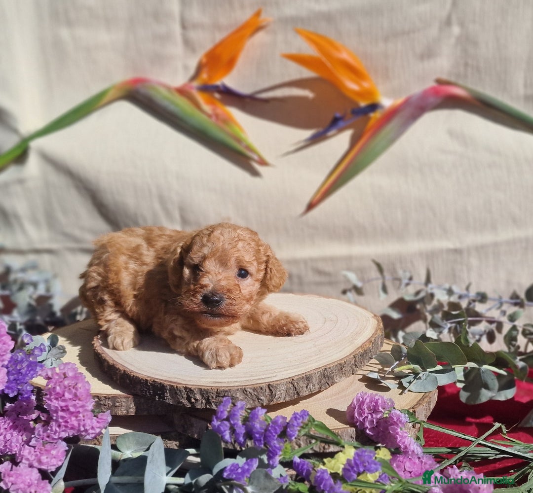 Caniche Toy perros en venta: Caniche apricot - Anuncio 3