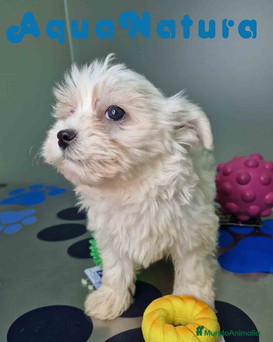 Bichón Maltés perros Bichon Maltes Hembra 2 AQUANATURA - Anuncio 1