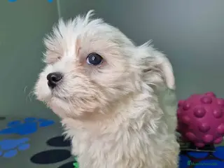 Bichón Maltés perros Bichon Maltes Hembra 2 AQUANATURA - Anuncio 1