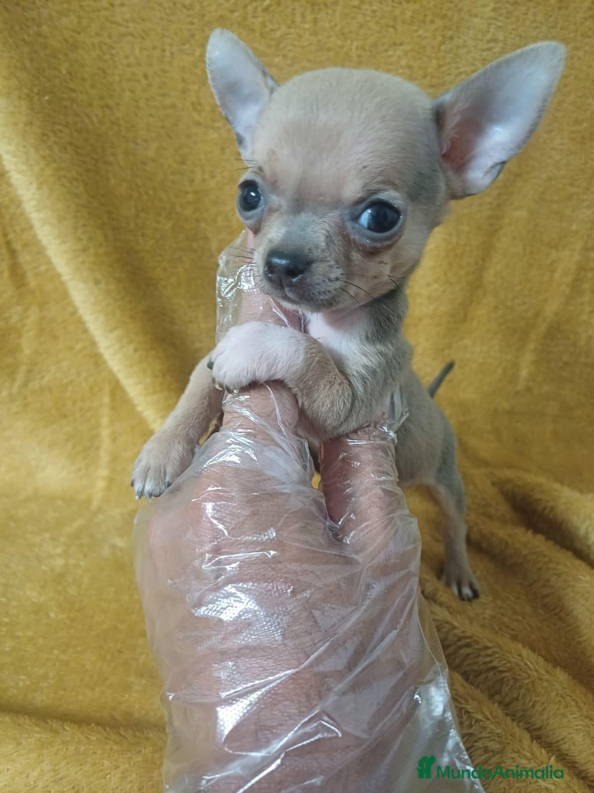 Chihuahua perros Chihuahua Mini  - Anuncio 2