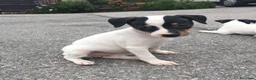 Ratonero Bodeguero Andaluz perros en venta: Preciosa camada de bodeguero  - Anuncio 7
