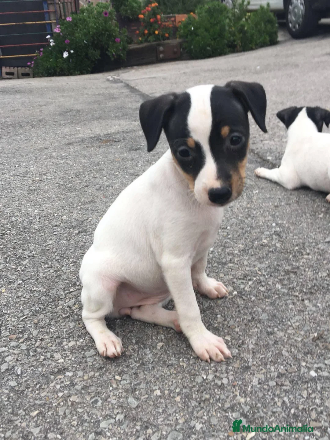 Ratonero Bodeguero Andaluz perros en venta: Preciosa camada de bodeguero  - Anuncio 7