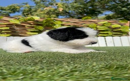 Perro de Agua Español perros en venta: PERRO DE AGUA ESPAÑOL MACHO - Imagen 18