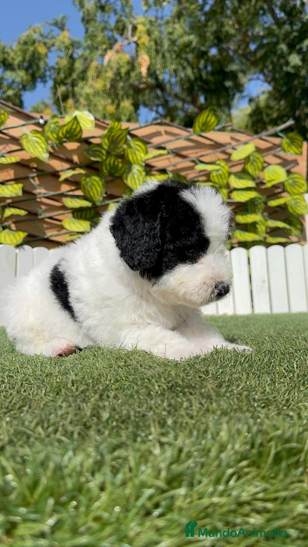 Perro de Agua Español perros en venta: PERRO DE AGUA ESPAÑOL MACHO - Imagen 18