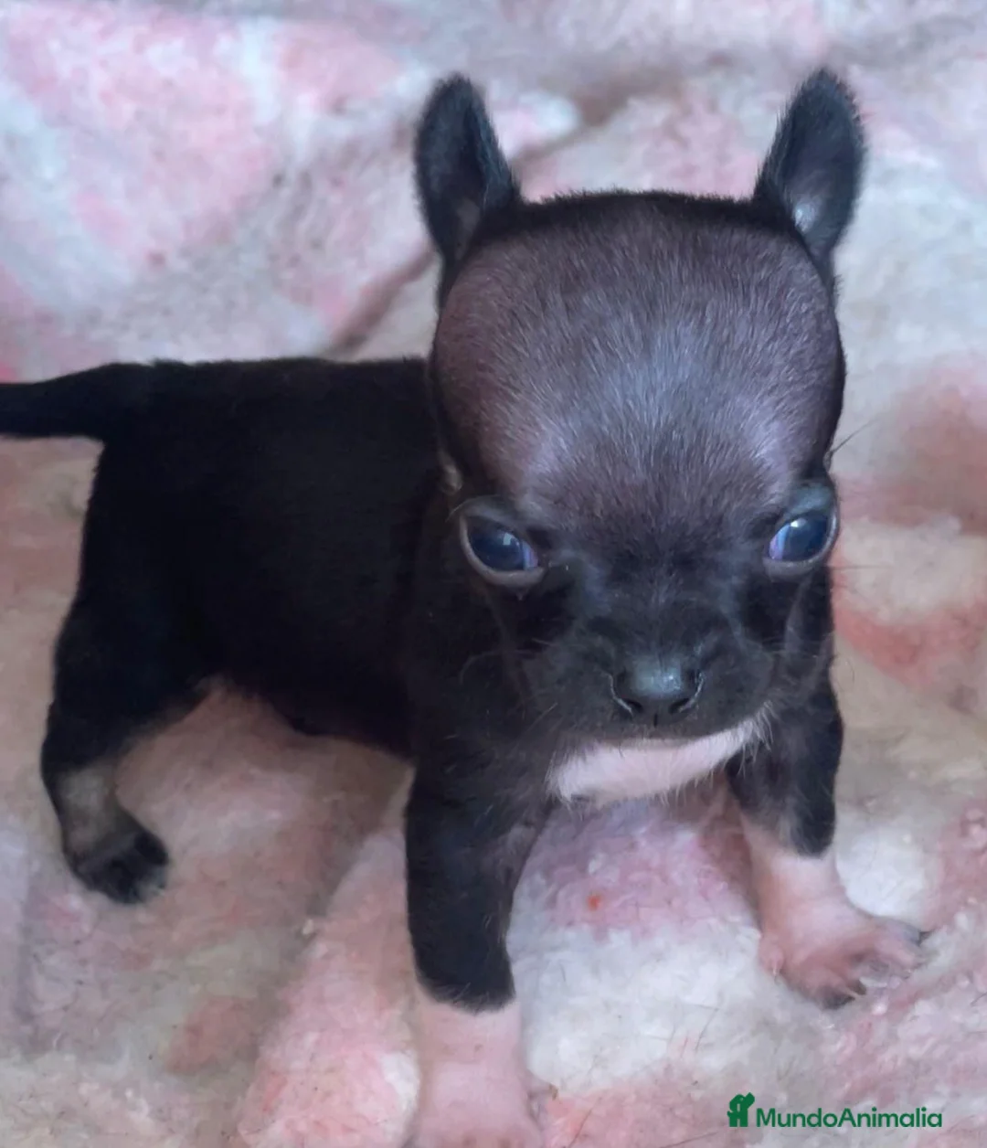 Chihuahua perros en venta: Chihuahua Mini - Anuncio 1