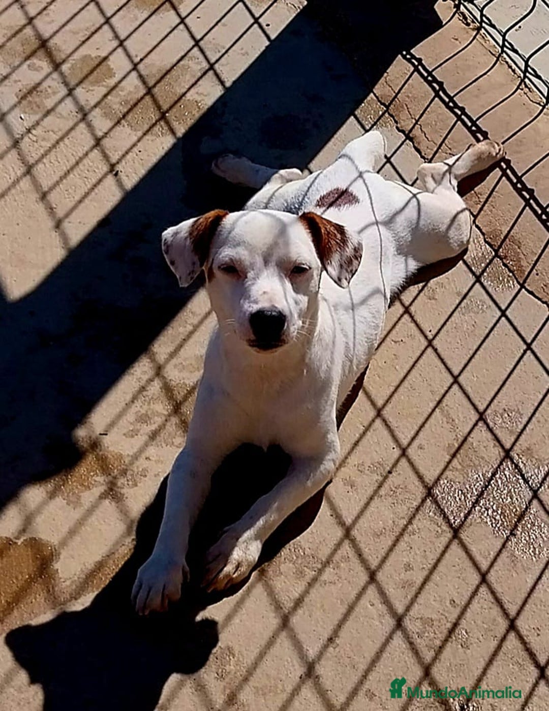 Jack Russell Terrier perros en venta: Jack Russell  - Anuncio 7
