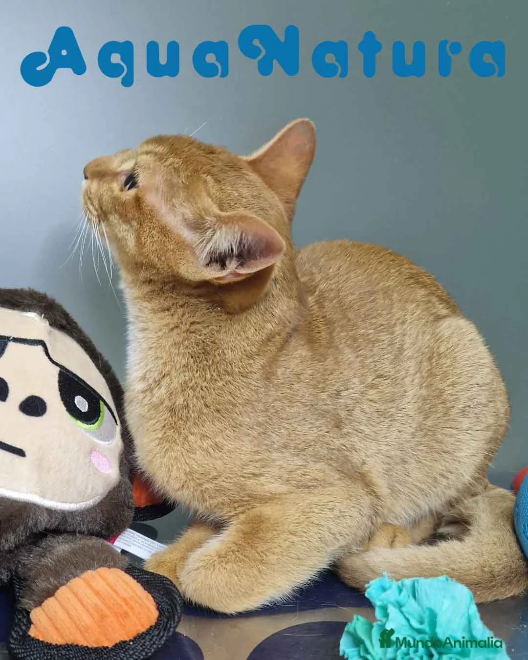 Abisinio gatos en venta: Abisinio Macho de Santa 1931 AQUANATURA - Anuncio 7