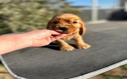 Cocker Spaniel Inglés perros en venta: COCKER SPANIEL INGLÉS DORADO MACHO en Barcelona - Imagen 2