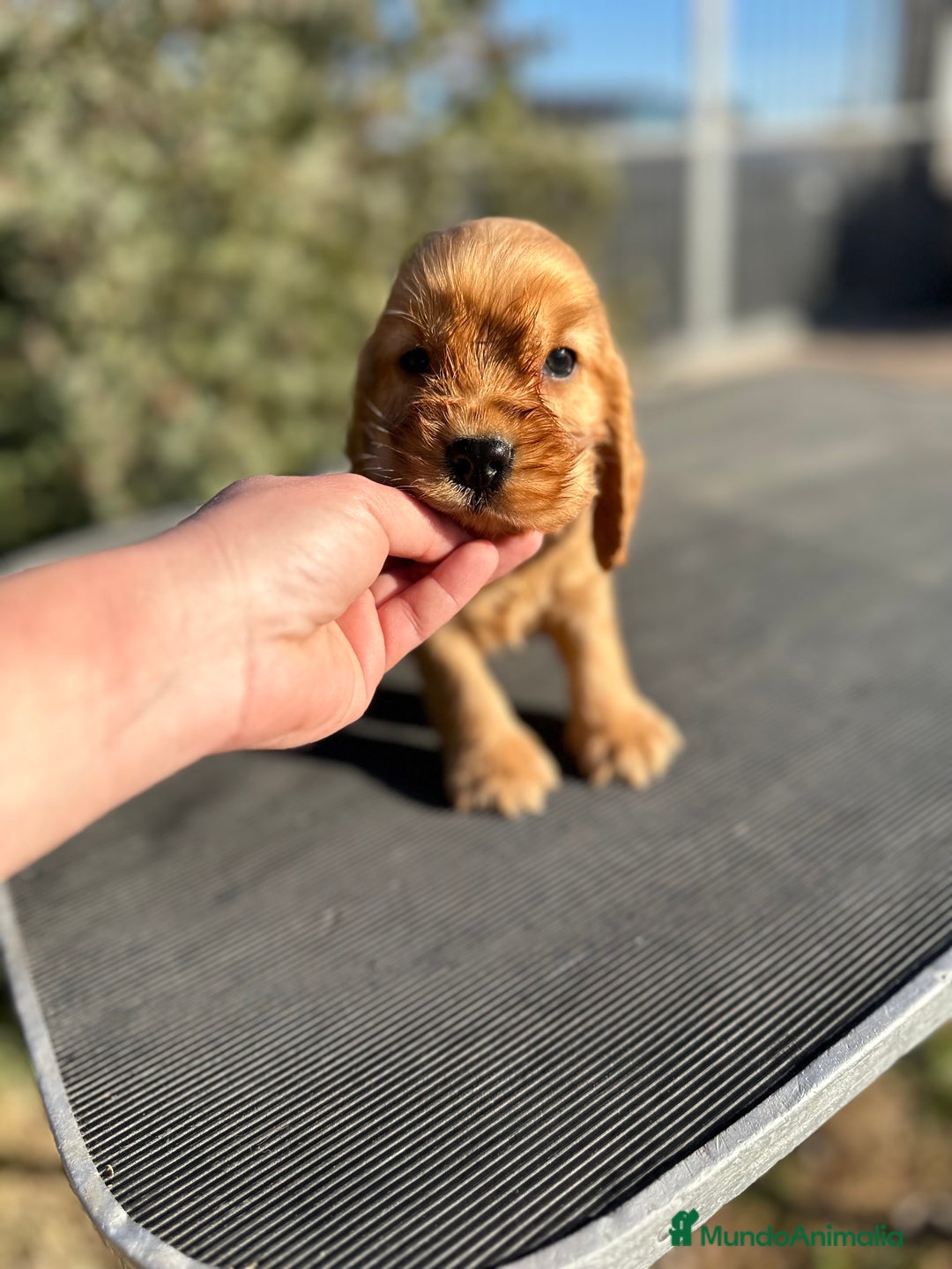 Cocker Spaniel Inglés perros en venta: COCKER SPANIEL INGLÉS DORADO MACHO en Barcelona - Imagen 2