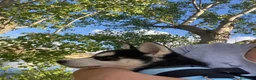 Husky Siberiano perros en venta: Perritas husky preciosas  - Anuncio 6