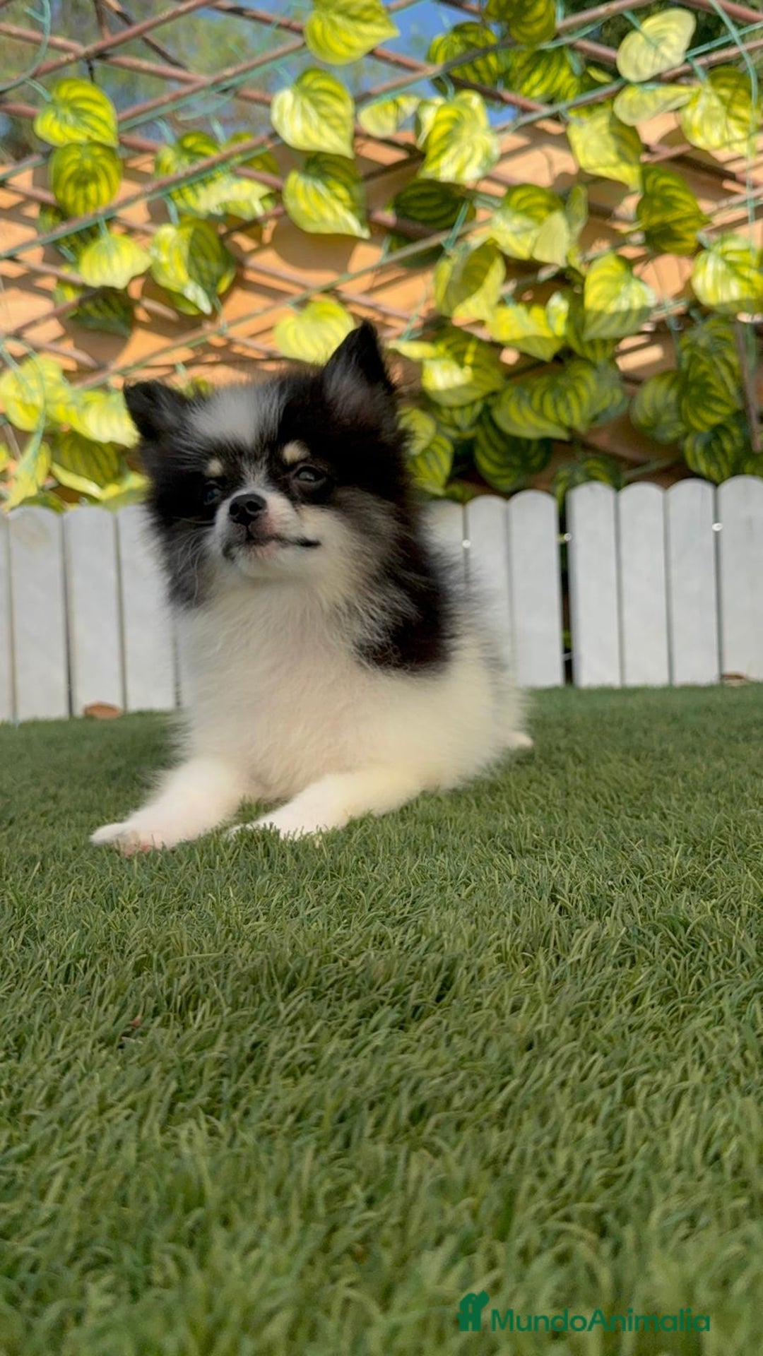 Pomerania perros en venta: POMERANIA HEMBRA - Imagen 11