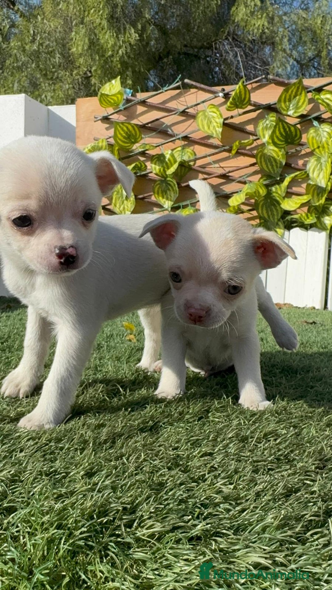 Chihuahua perros en venta: CHIHUAHUA MACHO - Anuncio 11