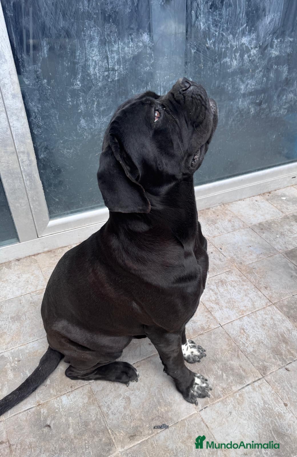 Cane Corso perros Las hembras de Cane Corso  - Anuncio 2