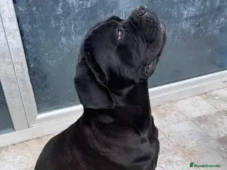 Cane Corso perros Las hembras de Cane Corso - Anuncio 2