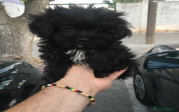 Maltipoo perros en venta: MALTIPOO MINI TOYS MACHO - Imagen 2