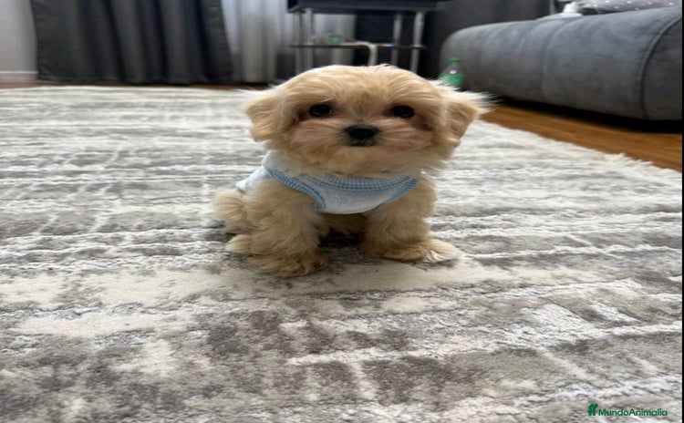 Maltipoo perros - Anuncio 2