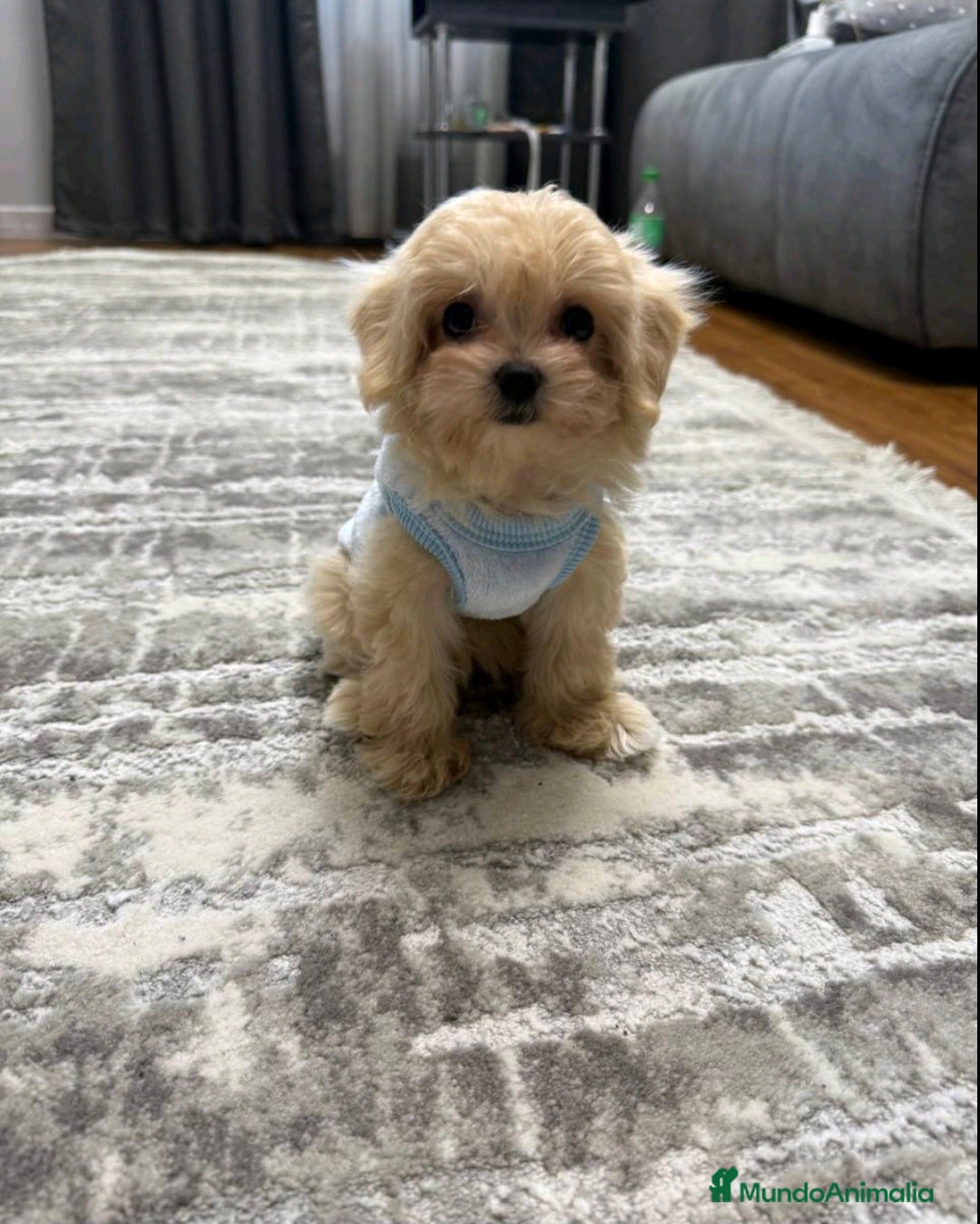 Maltipoo perros en venta: COREANA/ASIATICA MALTIPOO HEMBRA  - Imagen 1