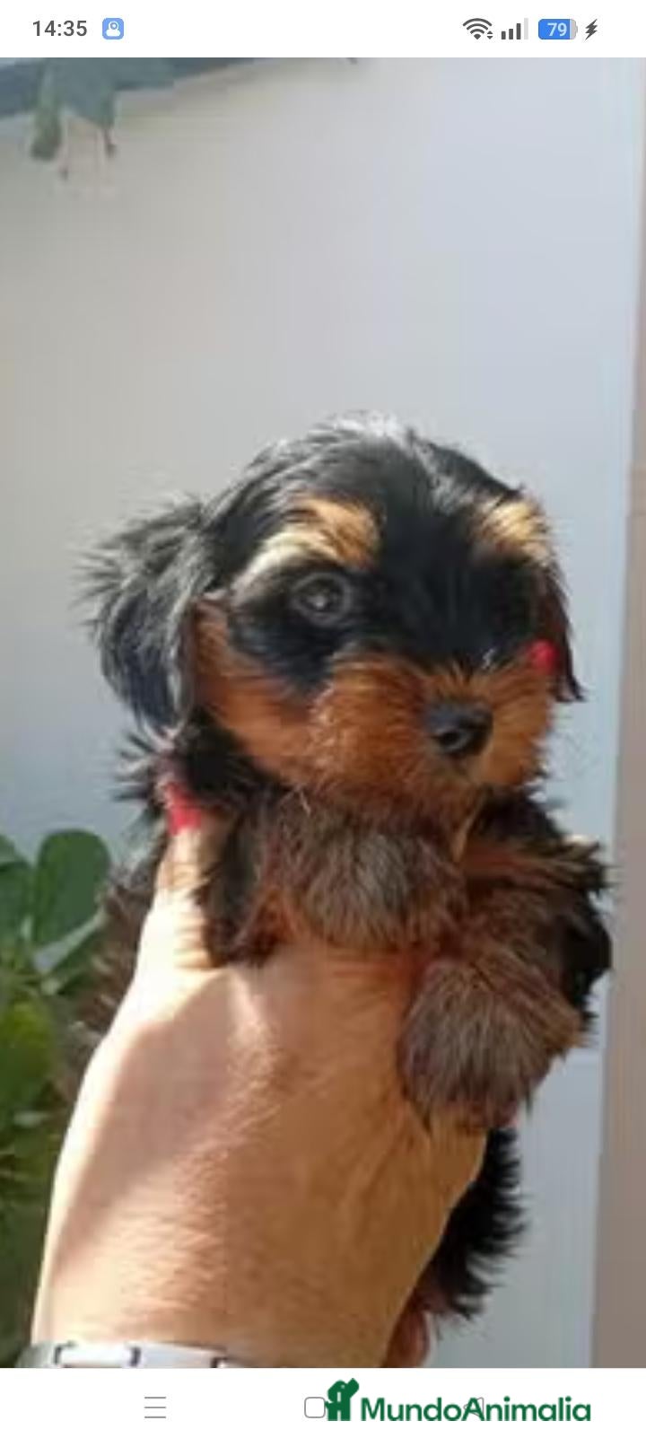 Yorkshire Terrier perros Yorkshire toy - Anuncio 2