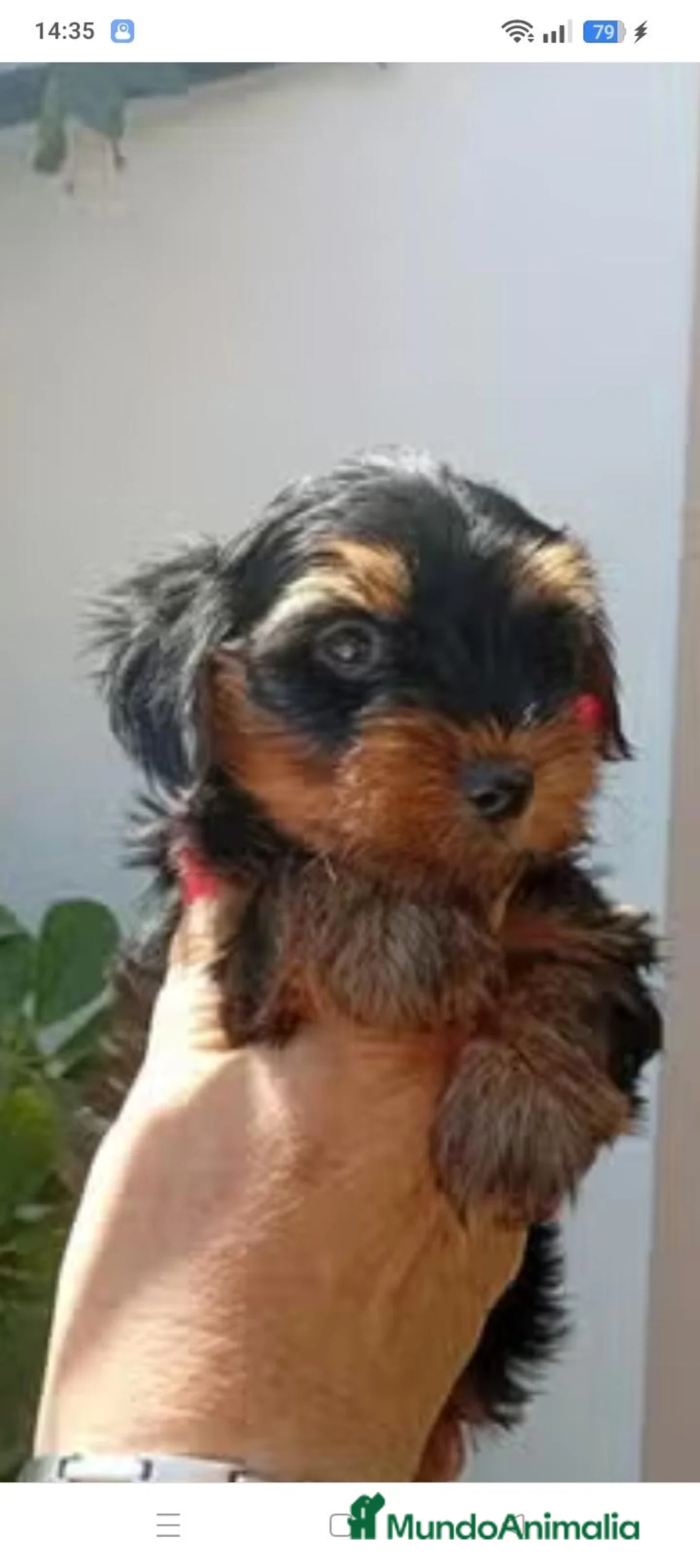 Yorkshire Terrier perros en venta: Yorkshire toy - Anuncio 1