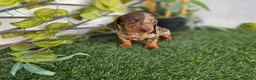 Teckel Miniatura perros en venta: TECKEL KANNINCHEN ARLEQUIN  - Anuncio 2