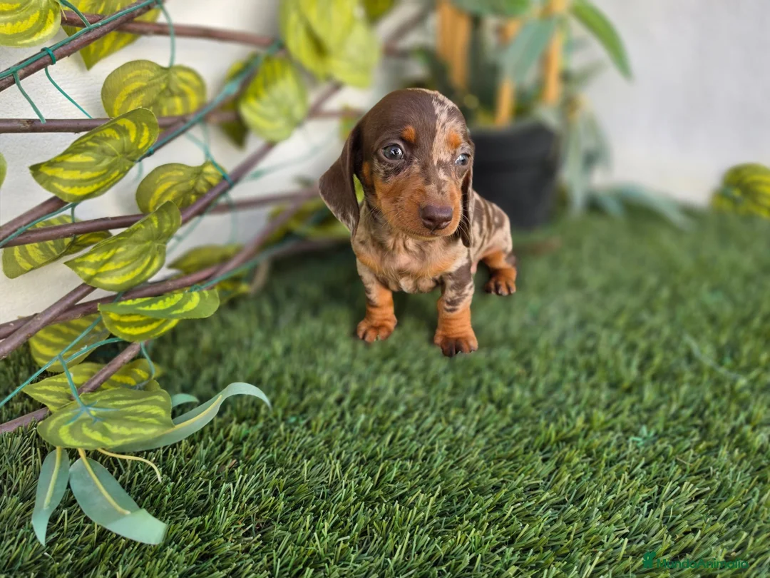 Teckel Miniatura perros en venta: TECKEL KANNINCHEN ARLEQUIN  - Anuncio 2