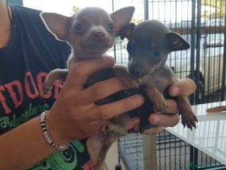 Ratón de Praga perros Raton de Praga - Anuncio 3