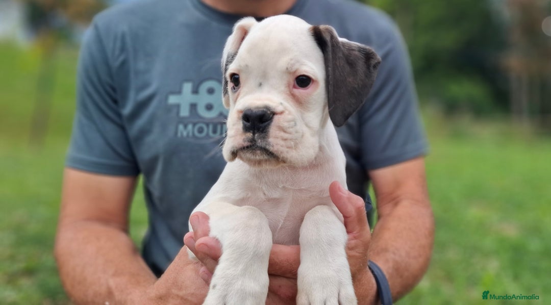 Boxer perros en venta: BOXER BLANCO - Imagen 1