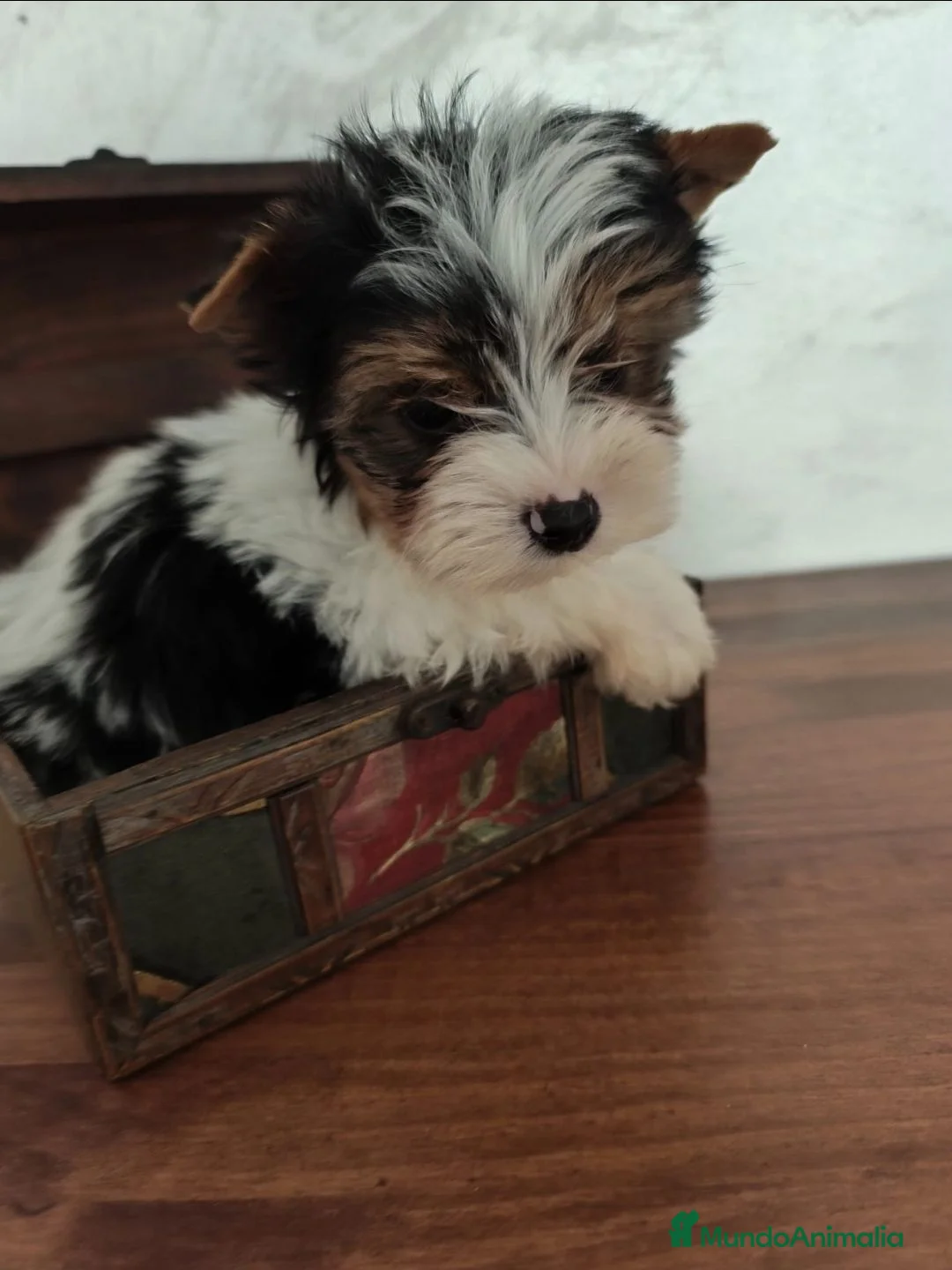 Biewer Yorkshire Terrier a la Pom Pon perros en venta: Yorkshire biewer maxima calidad - Anuncio 1