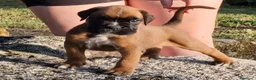 Boxer perros en venta: cachorros de boxer - Anuncio 3