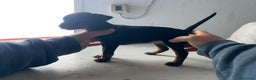 Pinscher Miniatura perros en venta: Mini pincher - Anuncio 4