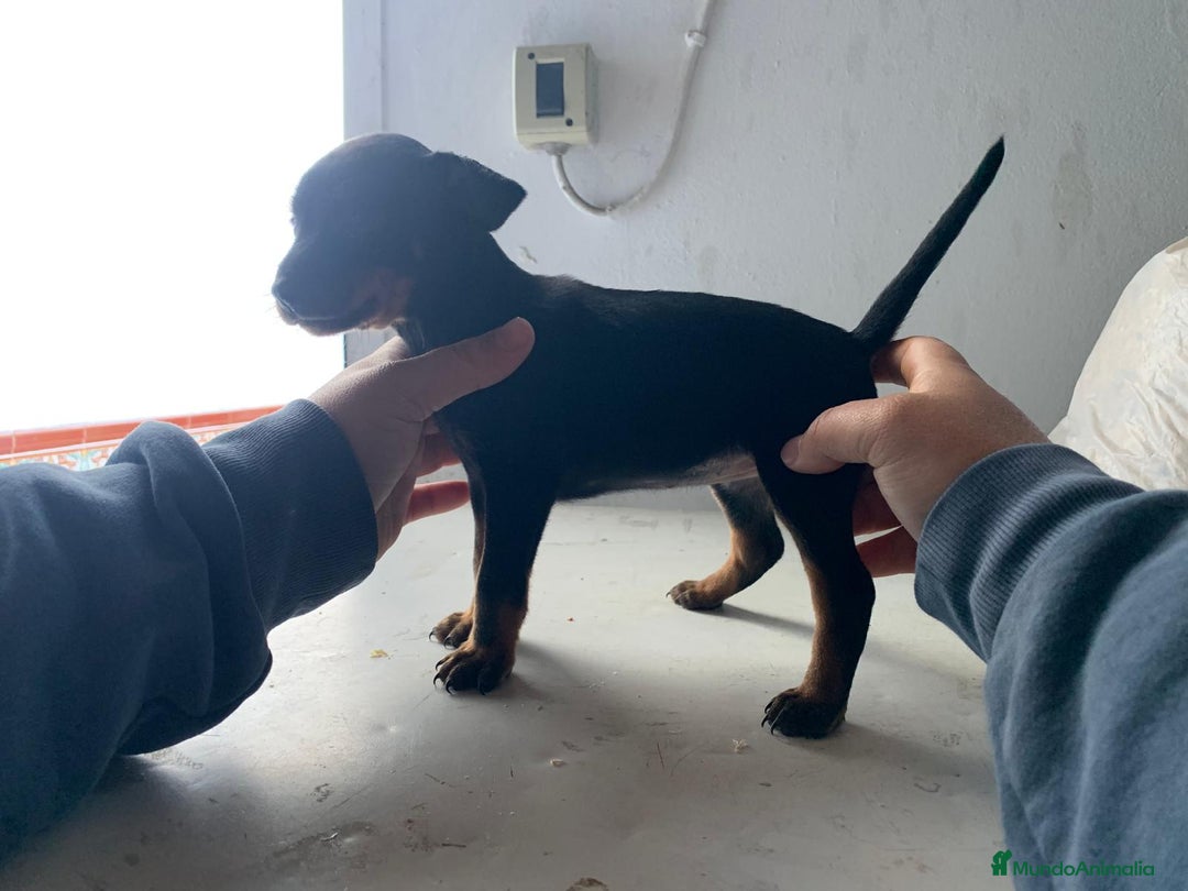 Pinscher Miniatura perros en venta: Mini pincher - Anuncio 4