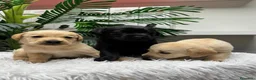 Labrador Retriever perros en venta: LABRADOR RETRIEVER - Anuncio 11
