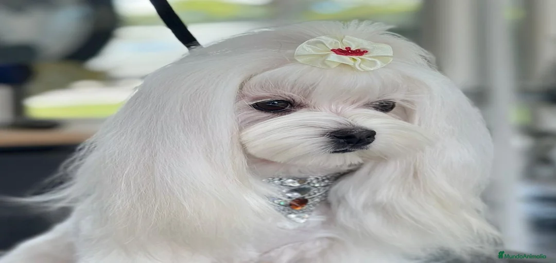 Imagen de galería {{count}}