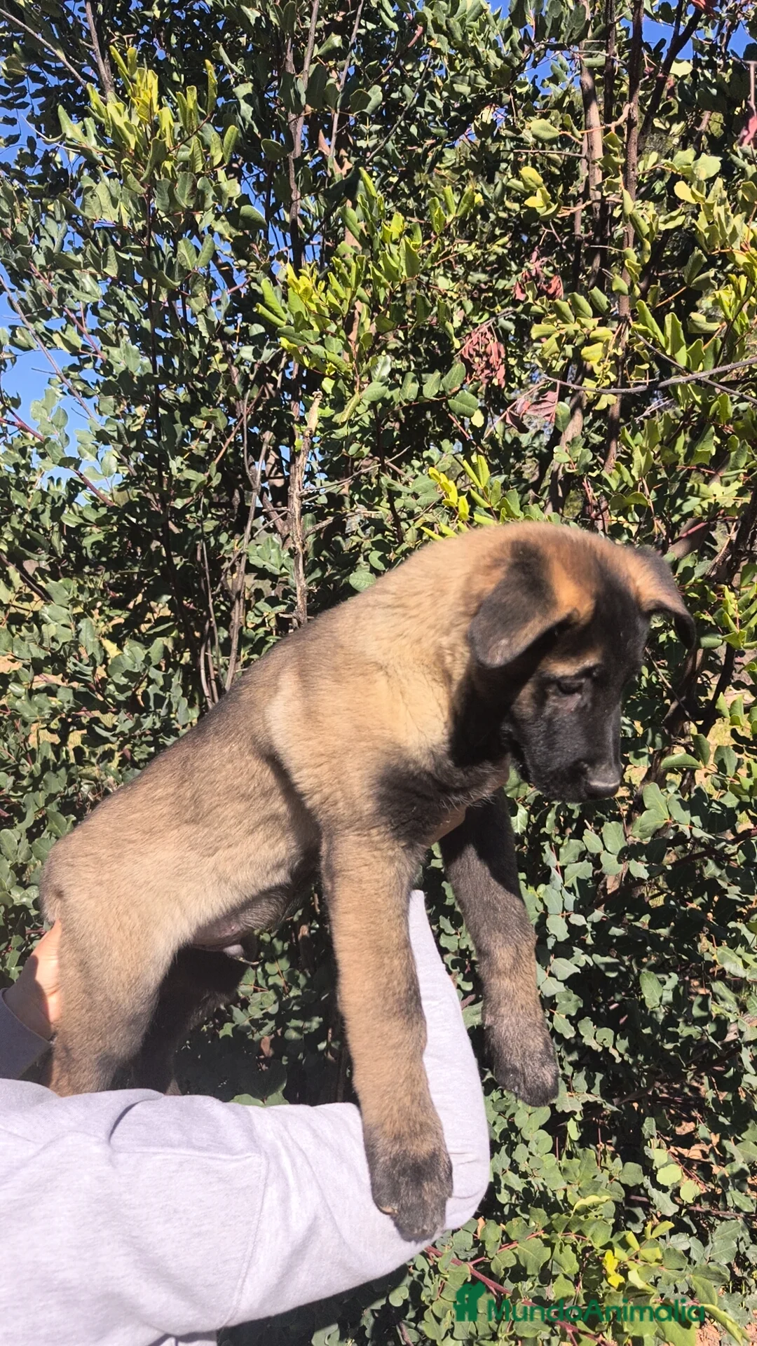 Pastor del Cáucaso perros en venta: Pastor del Cáucaso  - Anuncio 4