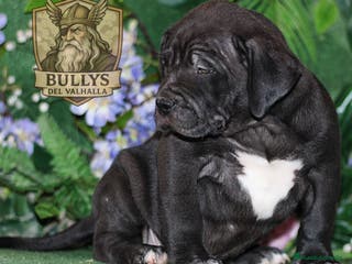 American Bully perros AMERICAN BULLY XL / XXL CRIA PROFESIONAL - Anuncio 3