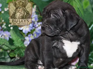 American Bully perros AMERICAN BULLY XL / XXL CRIA PROFESIONAL - Anuncio 4