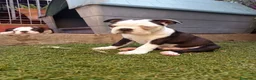 Boston Terrier perros en venta: Boston Terrier  - Anuncio 3