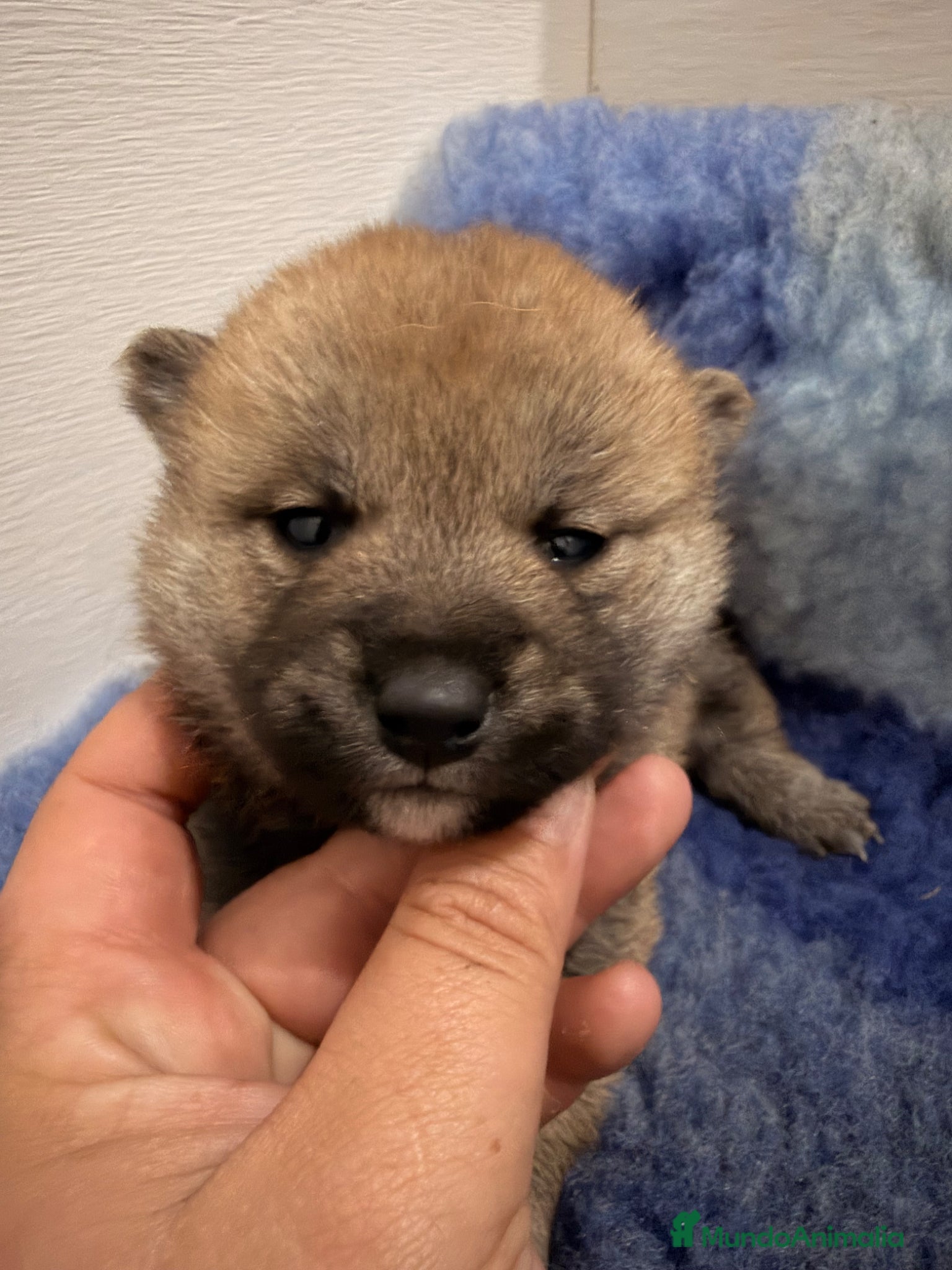 Shiba Inu perros Excelentes Shiba Inu - Anuncio 2