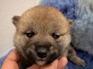 Shiba Inu perros Excelentes Shiba Inu - Anuncio 2