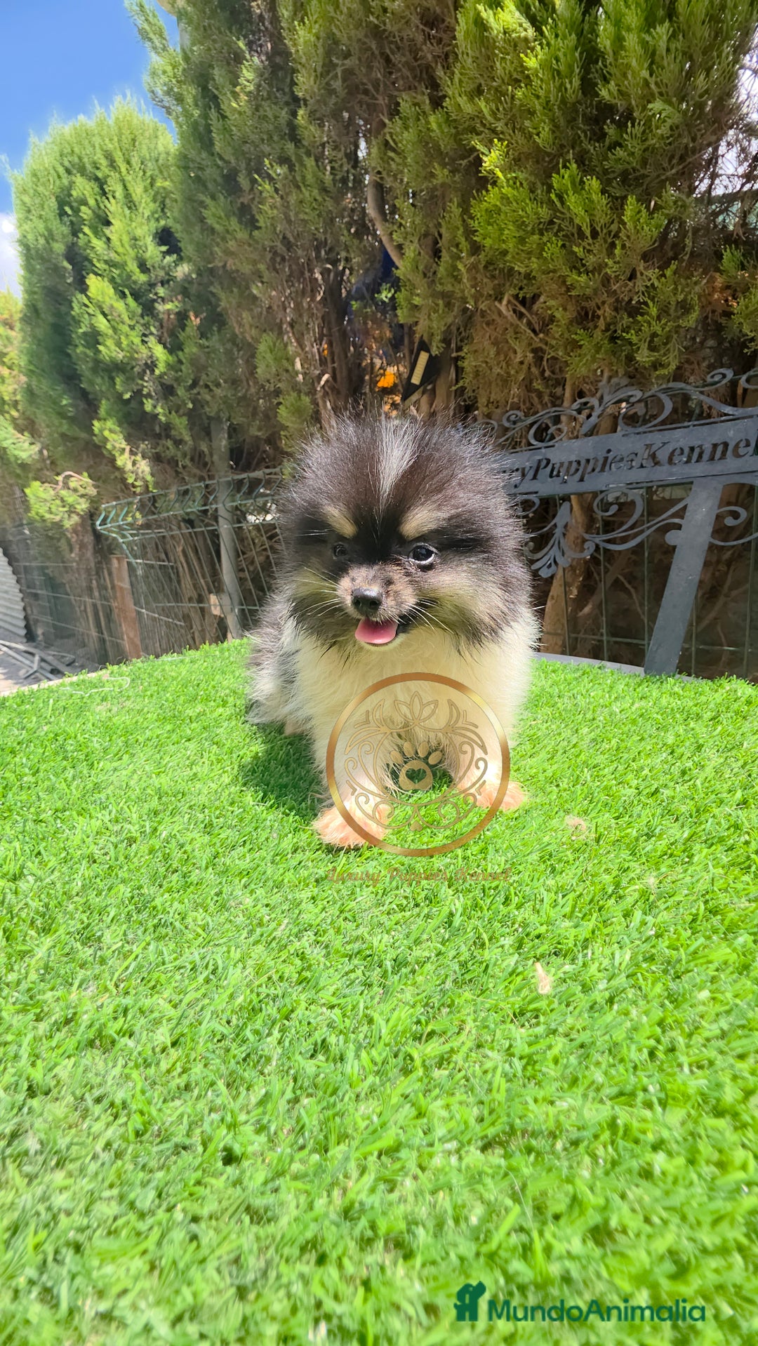 Pomerania perros en venta: Pomerania miniaturas  - Imagen 1