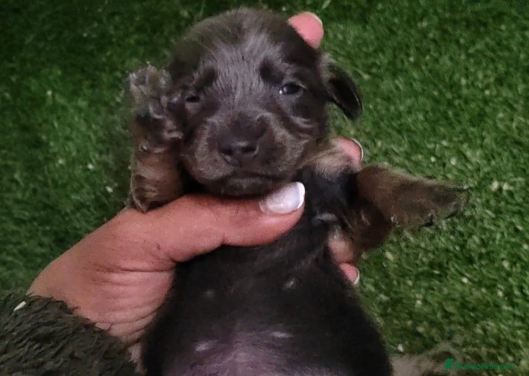 Teckel Miniatura perros en venta: Camada de Teckel Arlequin Miniatura - Anuncio 9