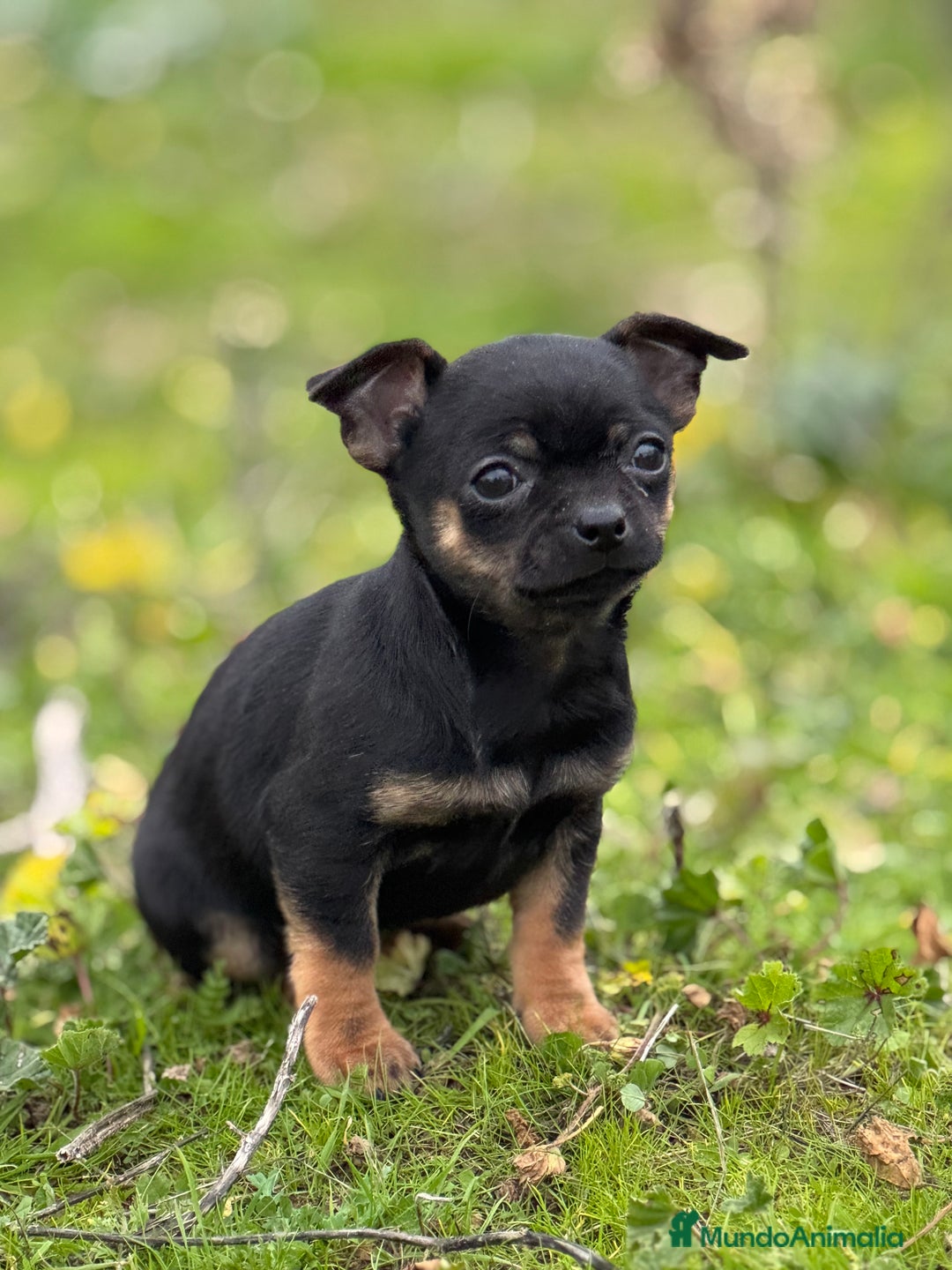 Chihuahua perros en venta: Chihuahua Toy y Mini Toy  - Anuncio 8