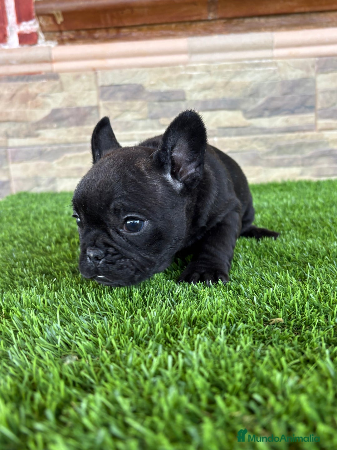 Bulldog Francés perros en venta: Bulldog francés . - Anuncio 8