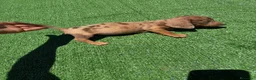 Teckel perros en venta: Teckel Kannichen de Calidad  - Anuncio 11