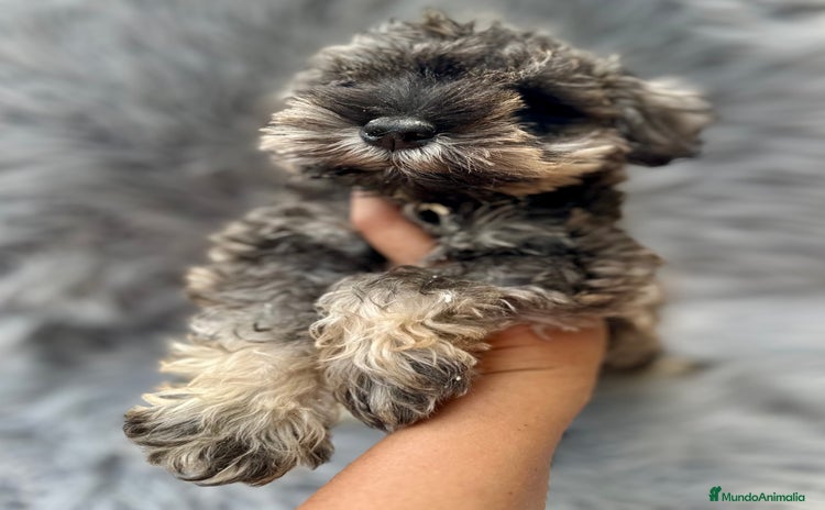 Schnauzer Miniatura perros - Anuncio 1