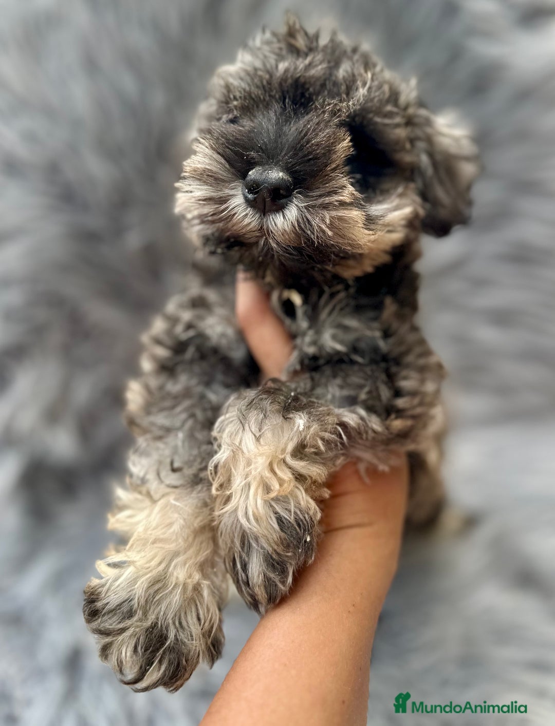 Schnauzer Miniatura perros en venta: SCHNAUZER MINIATURA SALNY PIMIENTA - Imagen 1
